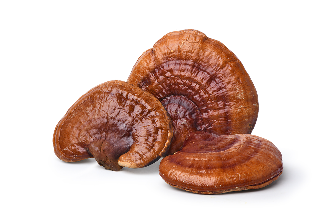 Benefits of Reishi for Perimenopause Sleep Support