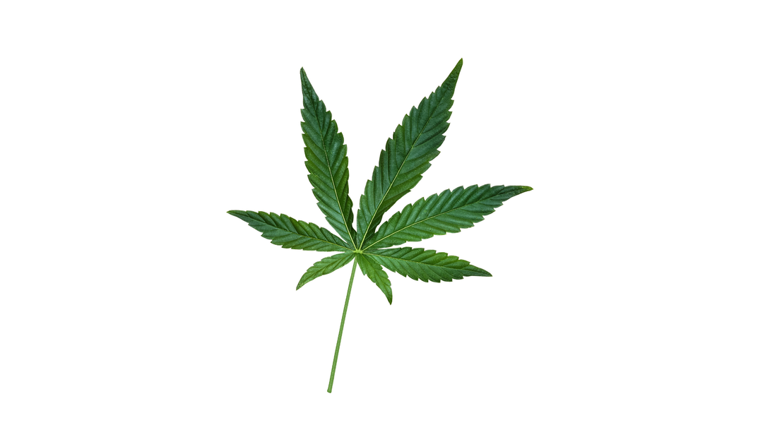 Hemp leaf for benefits of CBD