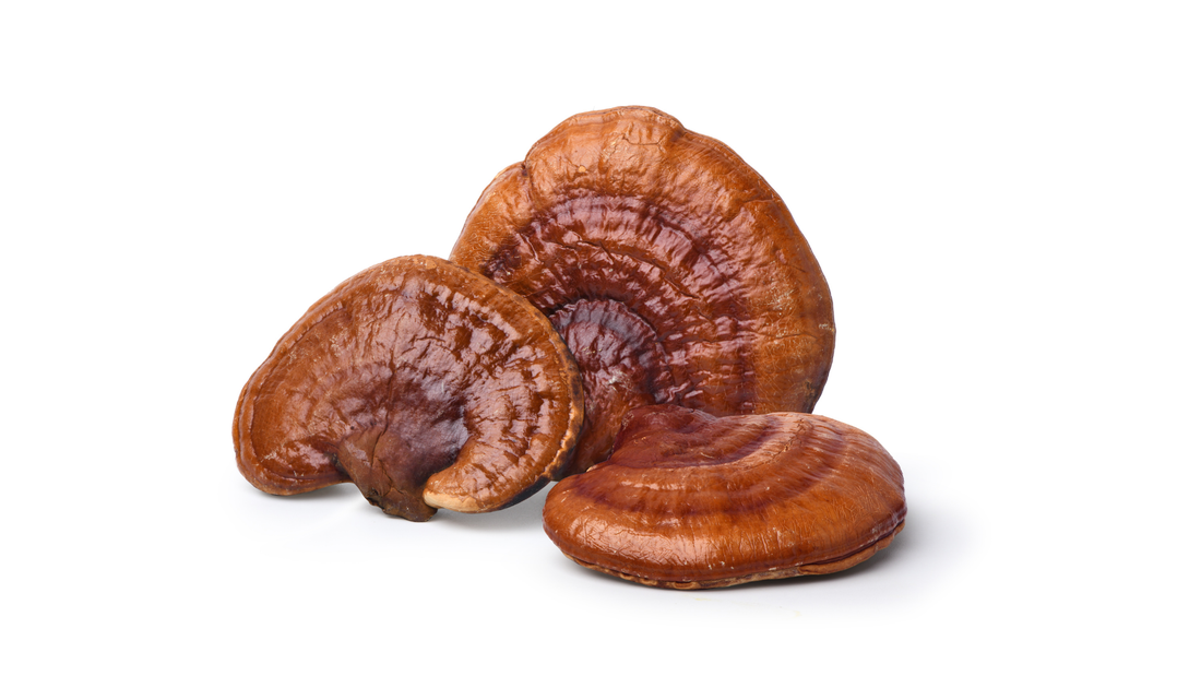 Benefits of Reishi for Perimenopause