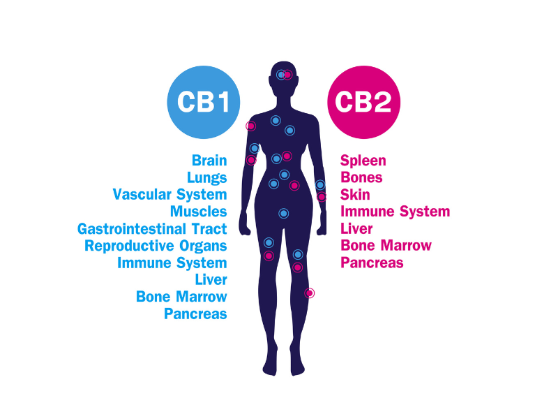 Endocannabinoid System