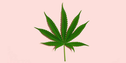 Everything You Need to Know About CBD and Perimenopause